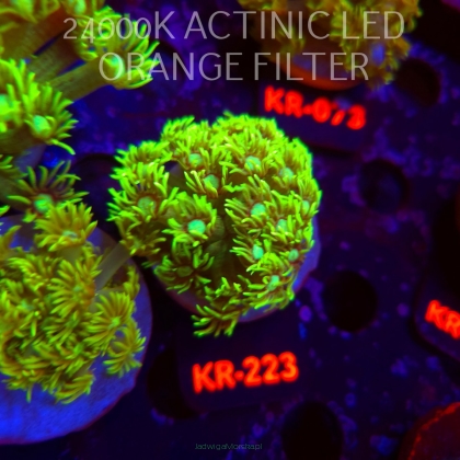 Goniopora GREEN (10.09.2026) KR-223  4cm