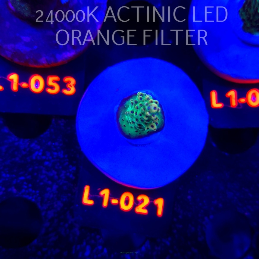 Acropora TG PINK FLOYD ACRO (09.10.2025) L1-021  3cm