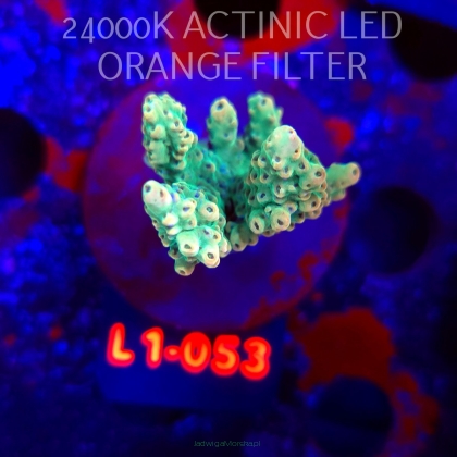 Acropora TG PINK FLOYD ACRO (16.03.2026) L1-053  6cm