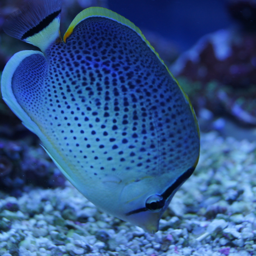 Chaetodon guttatissimus rozmiar 10-11cm