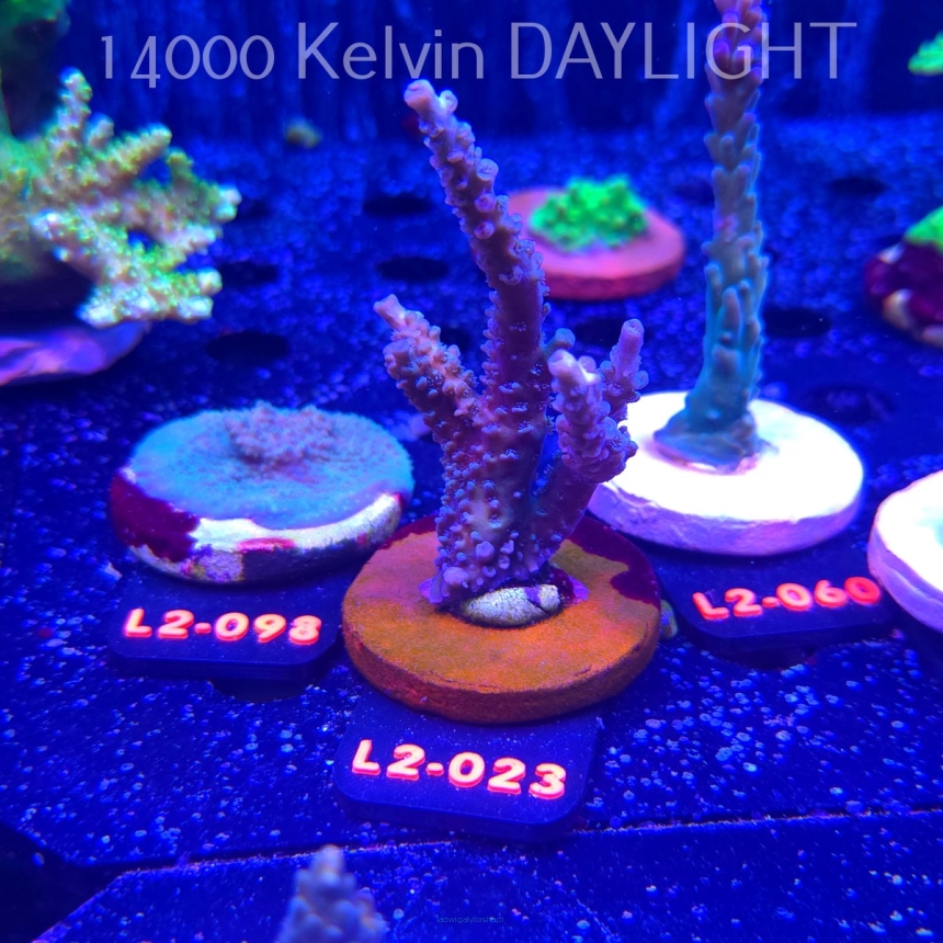 Acropora TENUIS BLUE (16.11.2025) L2-023  9cm