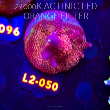 Acropora MILLEPORA PINK (19.03.2026) L2-050  5cm