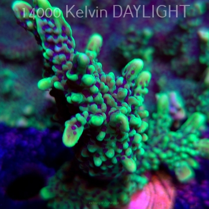 Montipora peltiformis (18.05.2025)  9cm