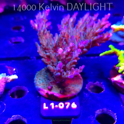 Acropora sp. AUSTRALIA  (14.03.2026) L1-076  11cm