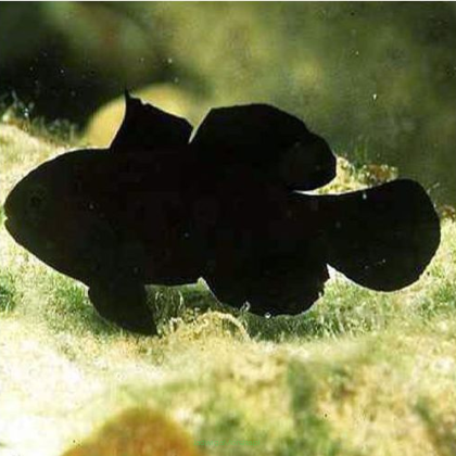Gobiodon acicularis rozmiar 3-4 cm
