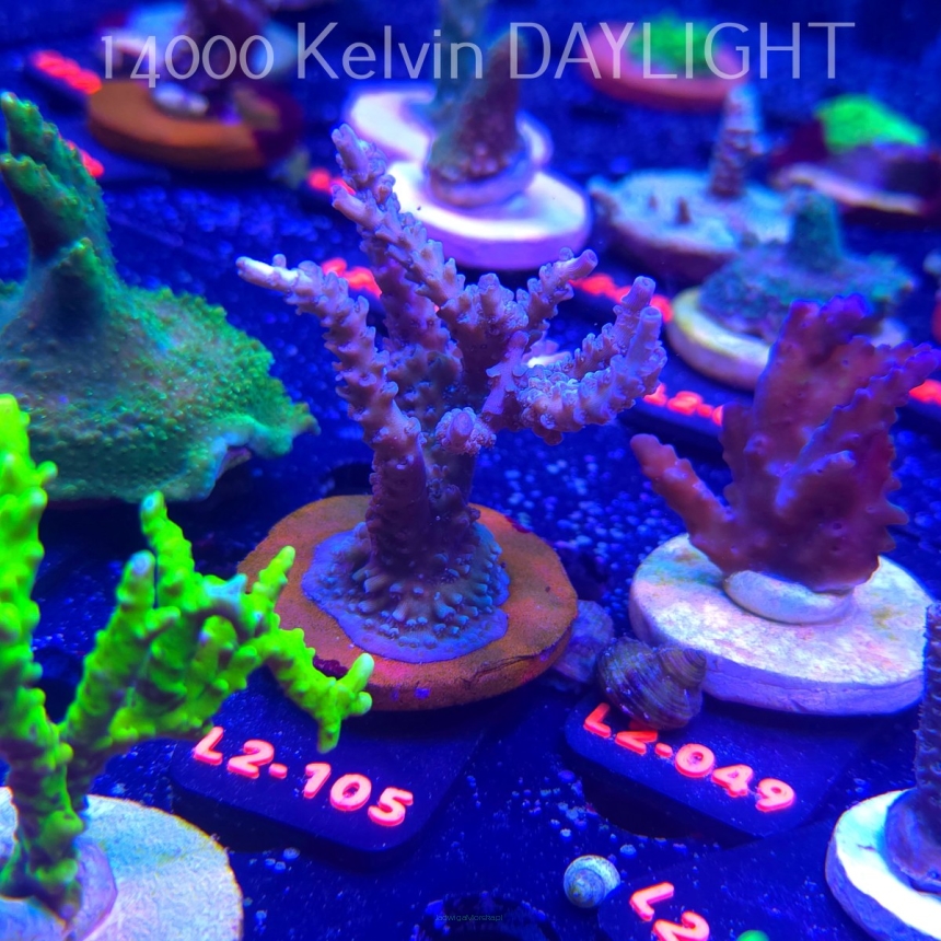 Acropora TENUIS BLUE (14.11.2025) L2-105  8cm