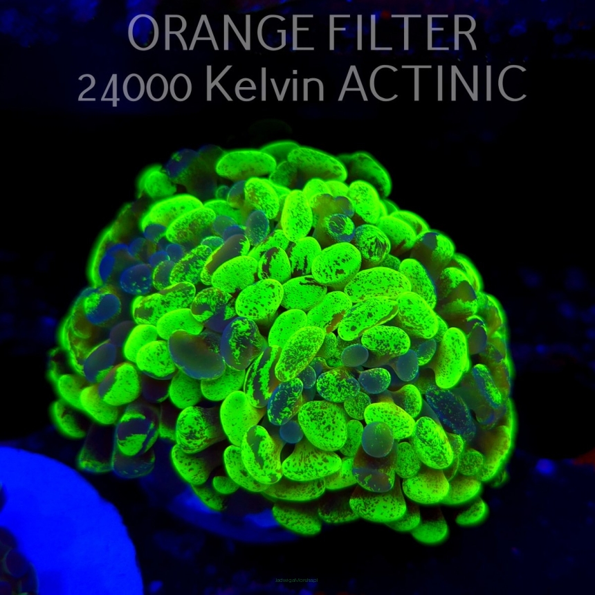 Euphyllia paraancora GREEN HOLOGRAM HAMMER (02.04.2025)