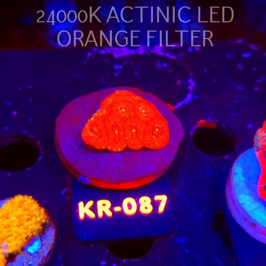 Micromussa amakusensis RED ULTRA (06.12.2025) KR-087  3cm