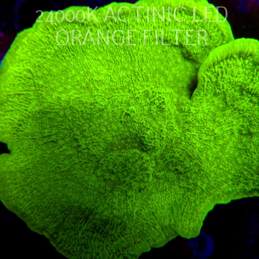 Montipora capricornis TOXIC GREEN (01.06.2026) H4-  15cm