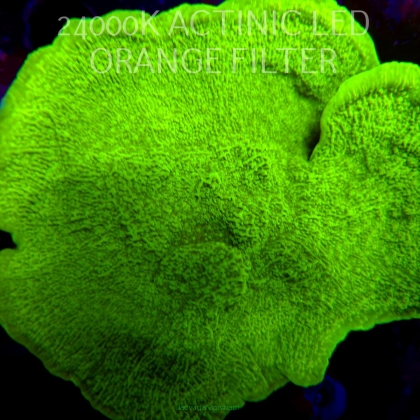 Montipora capricornis TOXIC GREEN (01.06.2026) H4-  15cm