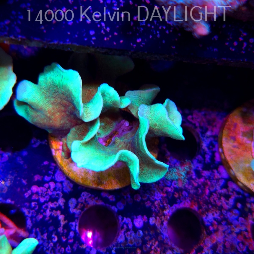 Pavona cactus (18.05.2025)  6cm