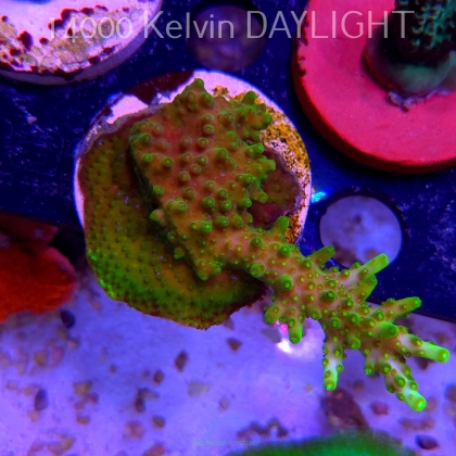 Acropora WWC Castells Banana (19.06.2025) L3-I-6  9cm