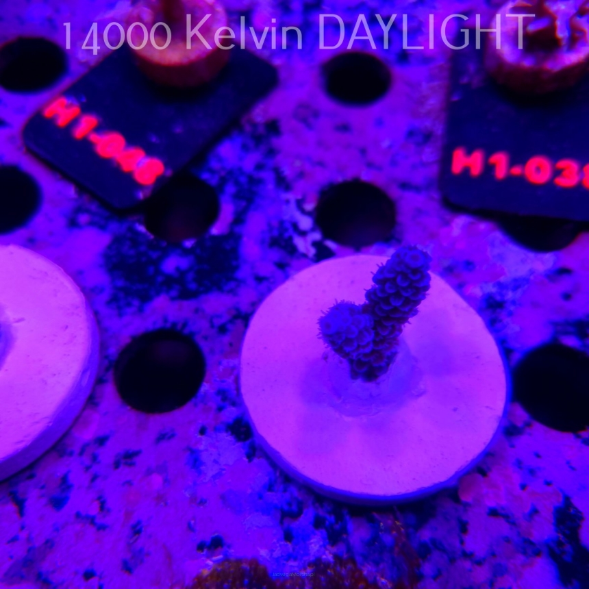 Acropora hoeksemai TSA LUIGI (24.09.2026)  4cm