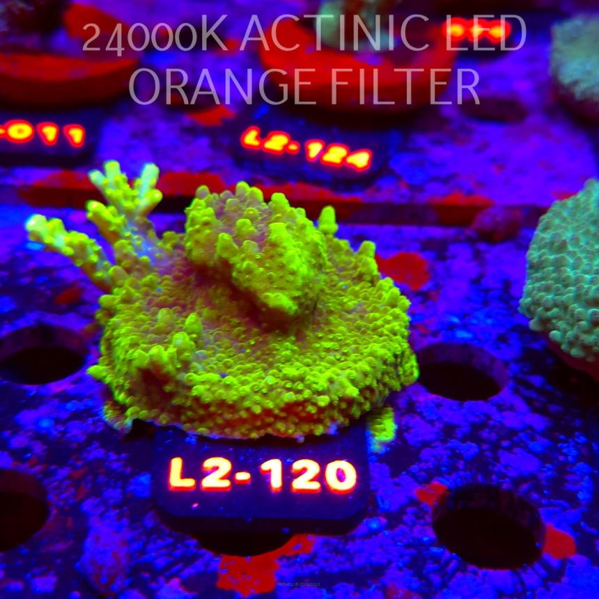 Acropora granulosa ULTRA (17.03.2026) L2-120  5cm