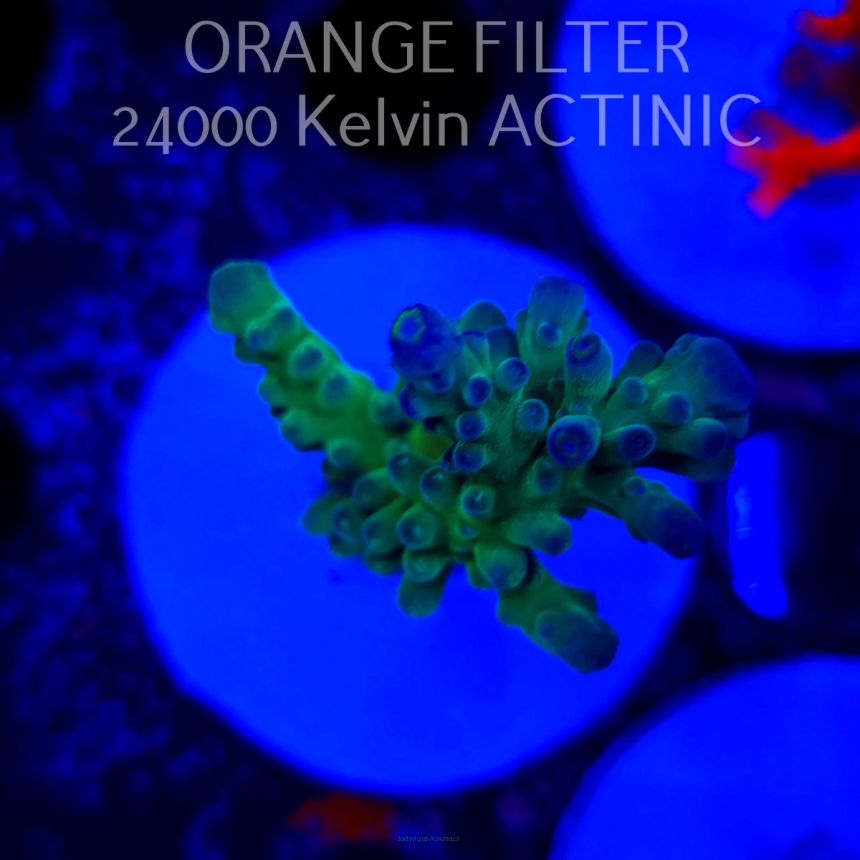   Acropora AUSTERA TRICOLOR (20.06.2025)  6cm