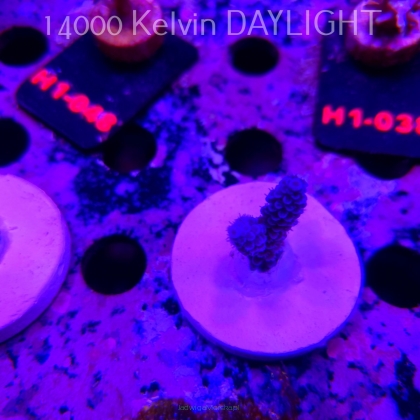 Acropora hoeksemai TSA LUIGI (24.09.2026)  4cm