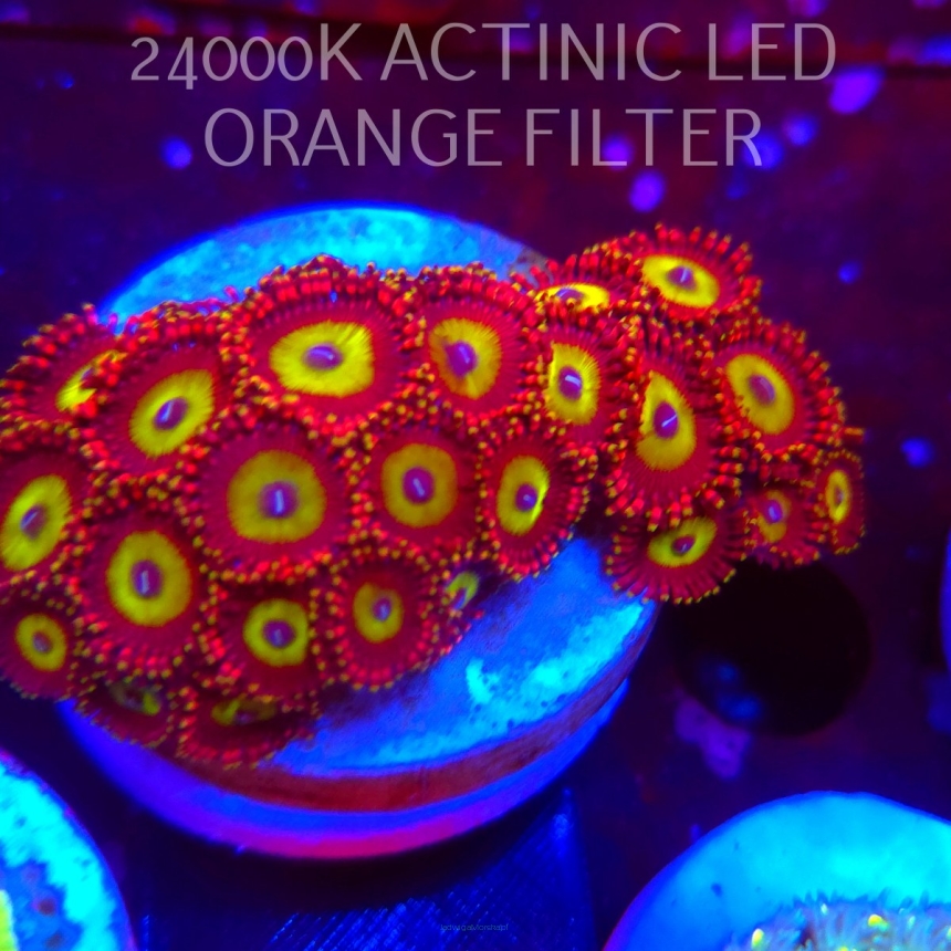 Zoanthus CANDY APPLE GREEN (06.03.2026) KR-227  25P+