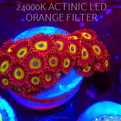 Zoanthus CANDY APPLE GREEN (06.03.2026) KR-227  25P+