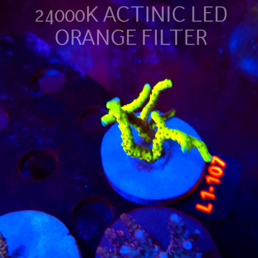 Anacropora WWC SLIMEBALL (03.08.2026) L1-107  5cm