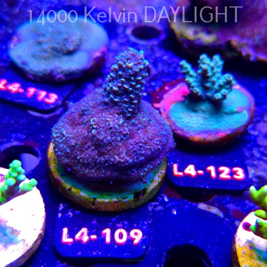 Acropora sp. AUSTRALIA  (07.01.2026) L4-109  5cm