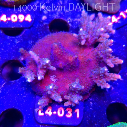Acropora sp. PREMIUM AUSTRALIA (20.05.2026) L4-031  6cm