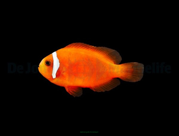 Amphiprion frenatus TANK BRED  4-6cm