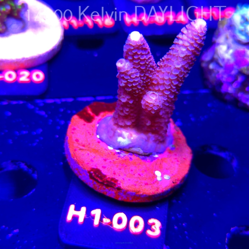 Acropora sp. CORAL SEA ULTRA (02.02.2026) H1-003 5cm