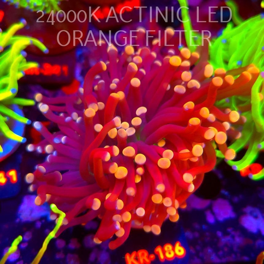  Euphyllia cristata JOKER Torch Coral (20.07.2026) KR-186