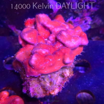Blue Ridge Coral - Heliopora coerulea - Blue Fire Coral (01.06.2026)  7cm