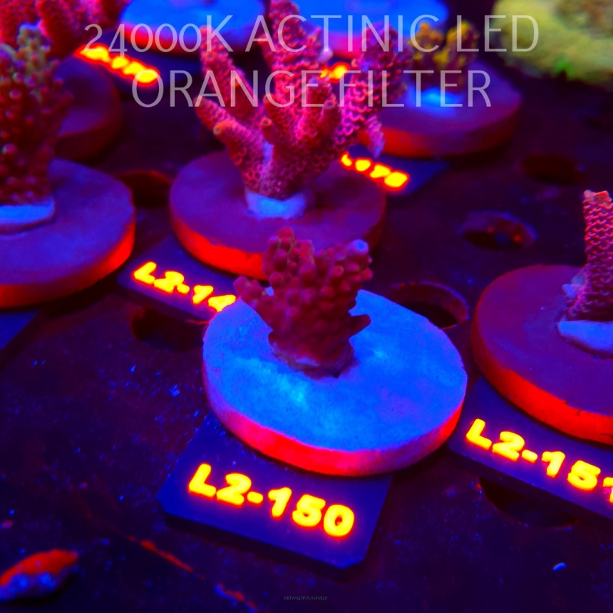 Acropora microclados SSC TYPE (14.08.2026) L2-150  2cm