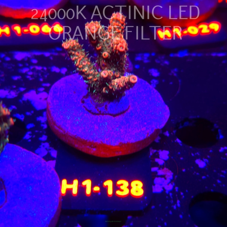 Acropora MILLEPORA RAINBOW (02.02.2026) H1-138  4cm
