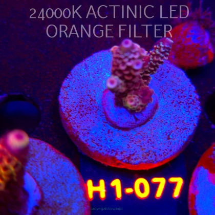 Acropora sp. PREMIUM (24.05.2026) H1-077  4cm