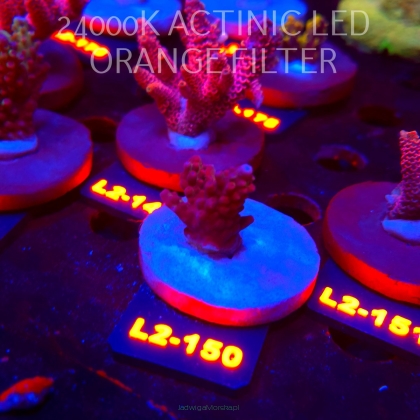Acropora microclados SSC TYPE (14.08.2026) L2-150  2cm