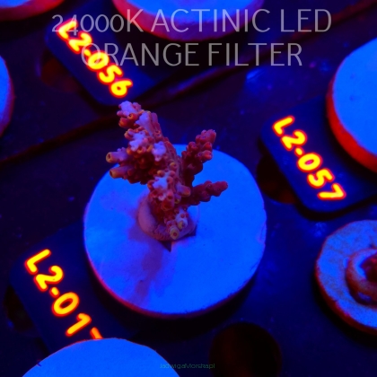 Acropora loripes JM GOLDEN FIRE (14.08.2026) L2-017  5cm