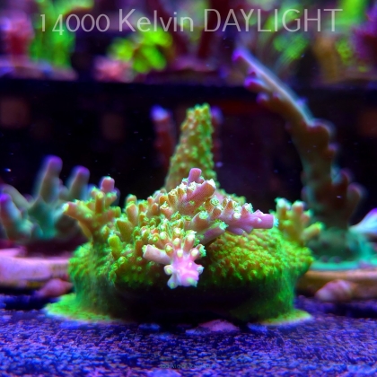 Acropora RR RAINBOW LOOM  (24.05.2025) L2-I-24  7cm