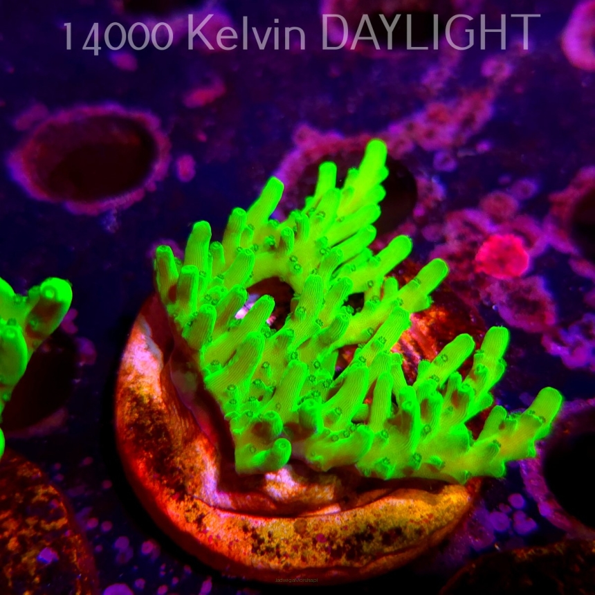 Acropora WWC Castells Banana (06.04.2025) MM6-III-2  6cm