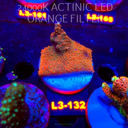 Acropora JMC RAINBOW PRINCESS Signature Frag (11.09.2026) L3-132  5cm