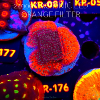 Montipora WWC DRAGON FRUIT (20.04.2026) KR-176  5cm