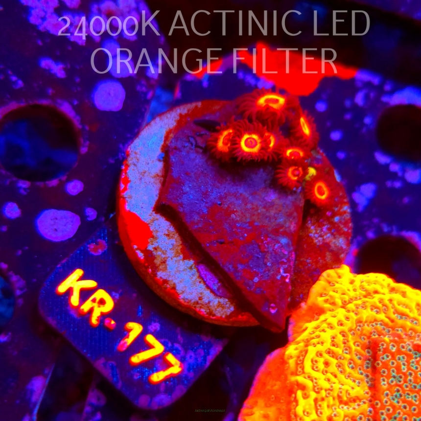 Zoanthus JOHNNY PUMPKIN (21.06.2026) KR-177  9P