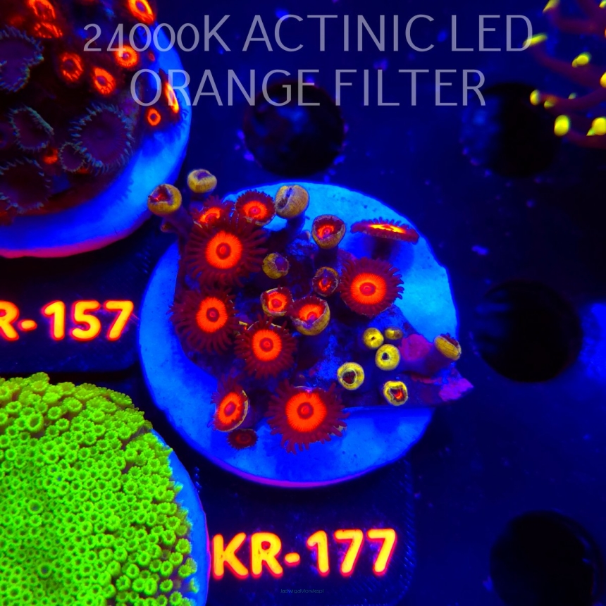 Zoanthus JOHNNY PUMPKIN (03.01.2026) 24P+ KR-177