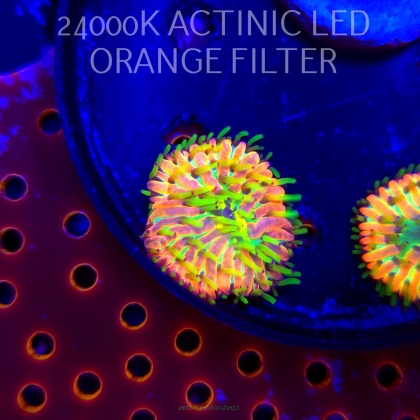 Heliofungia fralinae MALAYSIAN RAINBOW (01.02.2026) 3cm