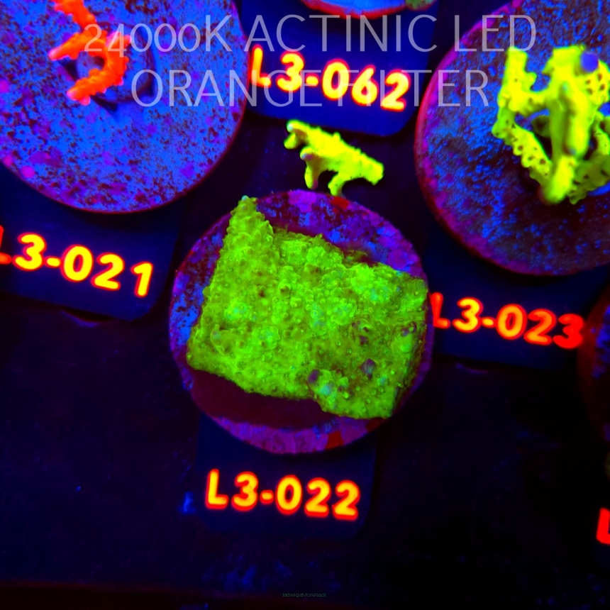 Acropora humilis URANIUM (10.09.2026) L3-022  5cm