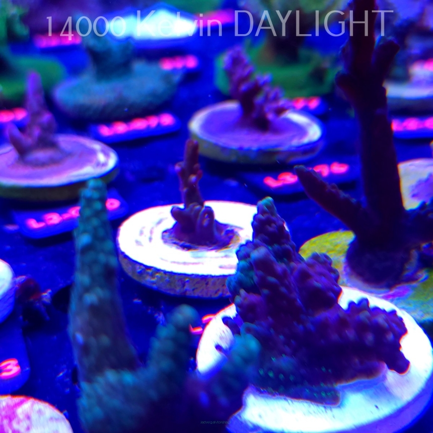 Acropora sp. AUSTRALIA (08.05.2026) L3-025  2cm