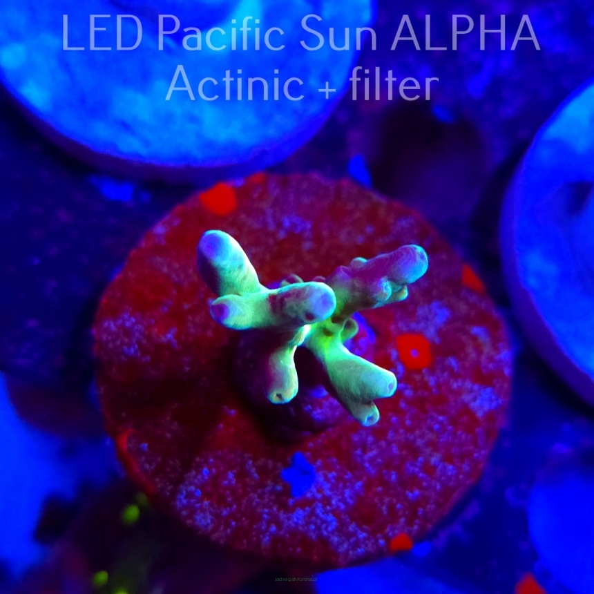   Acropora TSA RAINBOW FEVER (02.02.2025) L3-I-2  3cm