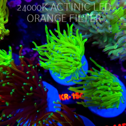 Euphyllia glabrescens Aussie HULK TORCH (04.04.2026) KR-154
