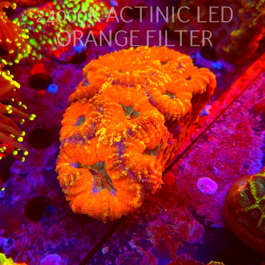  Lobophyllia corymbosa ULTRA Australia (20.07.2026) XL