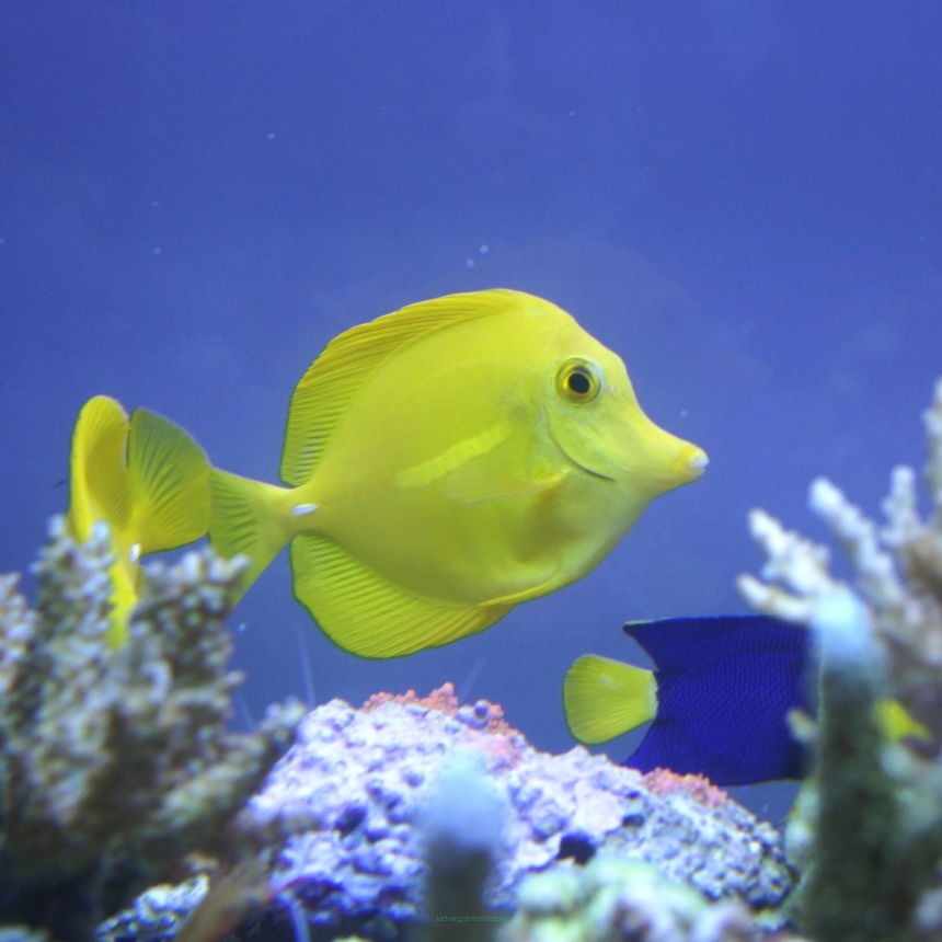 Zebrasoma flavescens rozmiar 10 cm HAWAJE