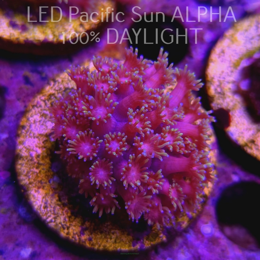 Goniopora sp AUSTRALIA ULTRA PINK+YELLOW+WHITE UNIQUE (09.06.2024) MM1-I-8