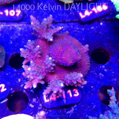 Acropora sp. PREMIUM AUSTRALIA (20.05.2026) L4-113  7cm