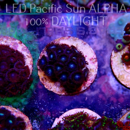 Zoanthus SUPERMAN ZOA (15.06.2023) SH1  17P+